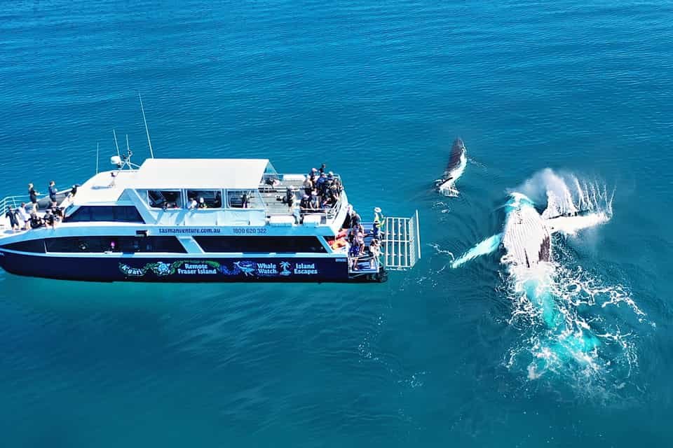 Viajar a Isla Fraser, Queensland, Australia: Qué Ver y Dónde Alojarse